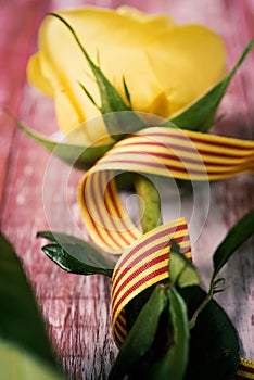 Yellow rose and catalan flag