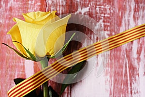 Yellow rose and catalan flag photo
