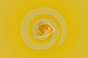 Yellow Rose centered background