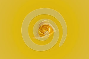 Yellow Rose centered background photo