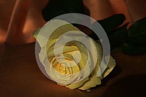 Yellow rose in a chiaroscuro background photo