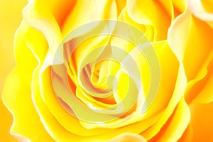 Yellow rose close-up