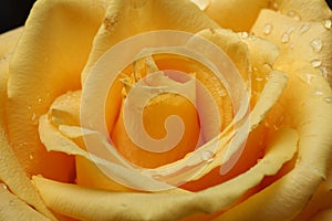 Yellow rose close-up abstract background