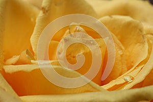 Yellow rose close-up abstract background