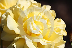 Yellow Hybrid Tea Rose