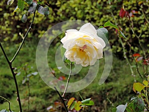 Yellow Rose close-up in Rose Garden in Munnar, Kerala, India