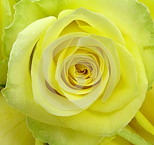 Yellow rose in close up. Top view. photo