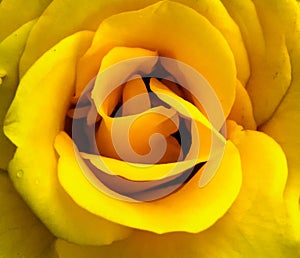 Yellow Rose closeup 