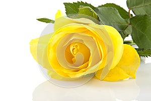 Yellow rose in closeup