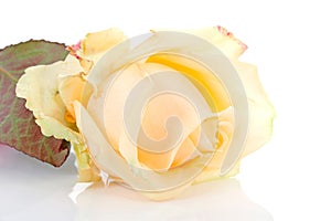 Yellow rose in closeup