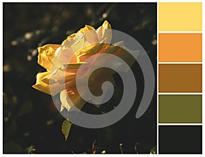 Yellow rose color palette. Harmonious colour swatch.