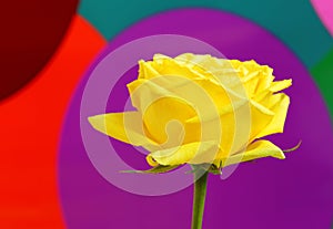 Yellow rose on colorful background