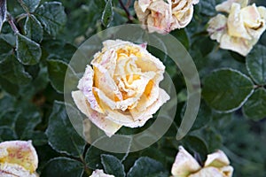 Yellow rose covered with frost after the first autumn frosts. Resistance of roses and plants to the tests of nature