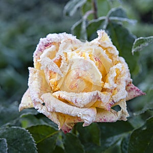 Yellow rose covered with frost after the first autumn frosts. Resistance of roses and plants to the tests of nature