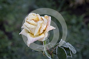 Yellow rose covered with frost after the first autumn frosts. Resistance of roses and plants to the tests of nature