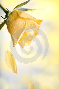 Yellow rose dropping petals