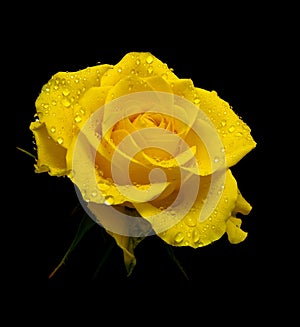 Yellow rose in drops of dew on a black background