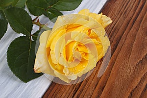 Yellow rose with drops of dew on petals.