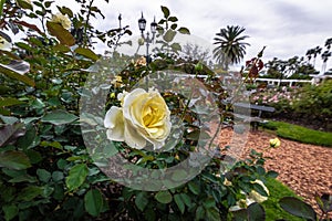 Yellow Rose at El Rosedal Rose Park at Bosques de Palermo - Buenos Aires, Argentina photo
