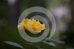 Yellow Rose