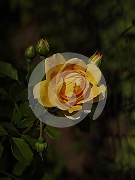 Yellow rose with few buds