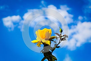 A yellow rose in the fields of the city of Umag