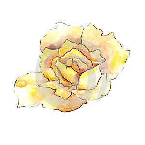 Yellow rose. Floral botanical flower. Wild spring leaf wildflower isolated.