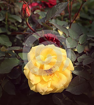 A yellow rose flower