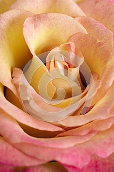 Yellow rose flower