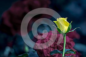 Yellow Rose Flower amid other red roses background