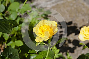 Yellow rose flower. beautiful flowered Japanese marigold bushes. Beautiful bush of yellow roses in the spring garden. Rose garden