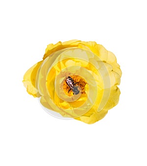 Yellow rose flower and bee white isolated with clipping path