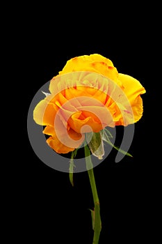 Yellow rose flower on black background.