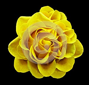 Yellow rose flower on the black background with clipping path.Closeup no shadows.