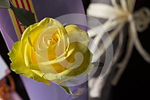 Yellow rose flower in bloom on a purple bouquet