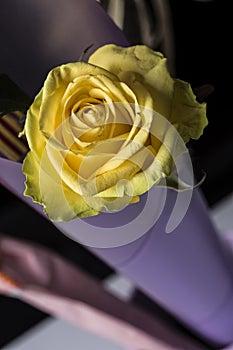 Yellow rose flower in bloom on a purple bouquet