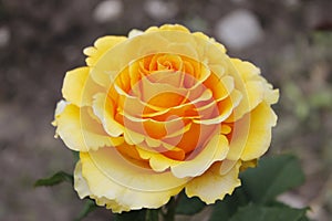 Yellow rose flower on blurred background