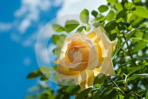 Yellow rose flower on blurred of blue sky background.