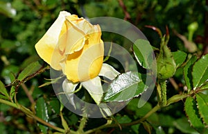 Yellow rose flower close-up photo with blurred dark green background. Stock photo of gentle blooming plant