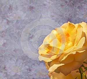 Yellow Rose Flower for Condolences