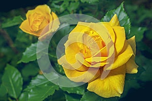 Yellow rose flower in garden