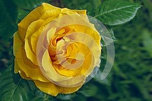 Yellow rose flower in garden