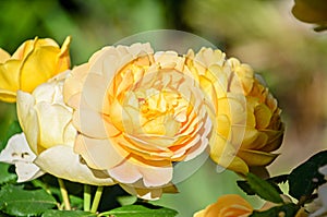 Yellow rose flower, green vegetation bokeh background