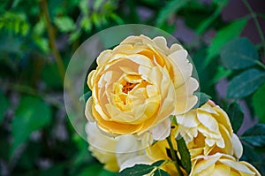 Yellow rose flower, green vegetation bokeh background