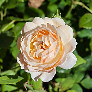 yellow rose flower head