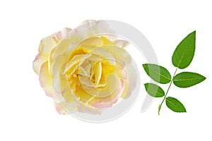 Yellow rose flower head and green leaf isolated on white background