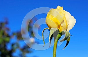 Yellow rose flower at Inez Grant Parker Memorial Rose Garden