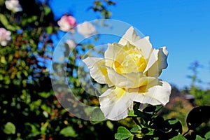 Yellow rose flower at Inez Grant Parker Memorial Rose Garden