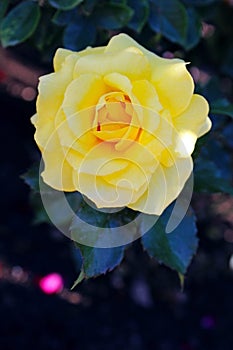 Yellow rose flower at Inez Grant Parker Memorial Rose Garden