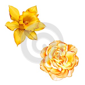 Yellow Rose Flower isolated on white background